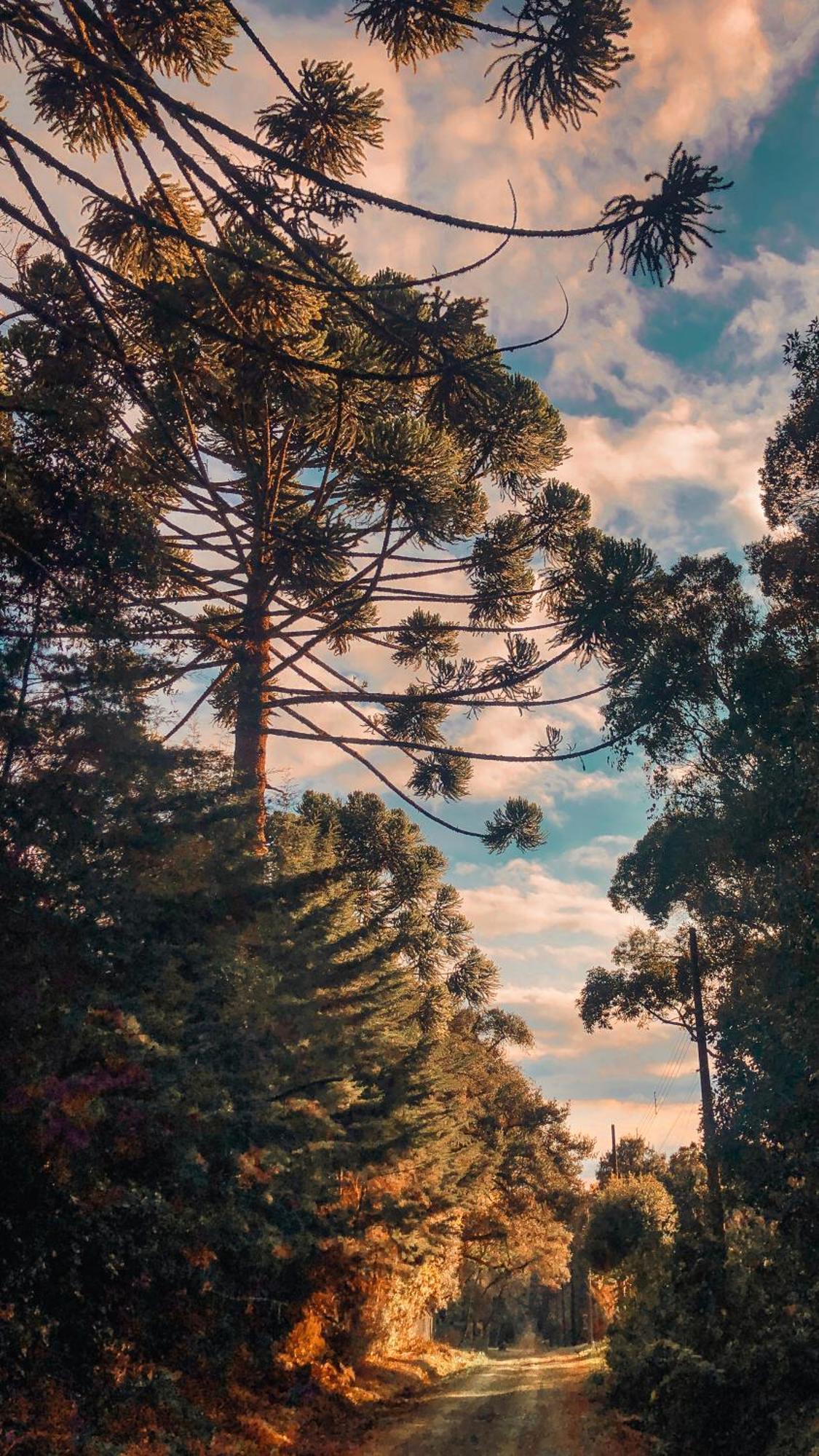 Pousada Vila Lubia - Chales Monte Verde Monte Verde  Εξωτερικό φωτογραφία
